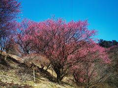 -新建村梅花