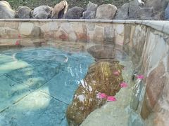 -森波拉火山温泉