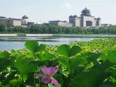 -莲花池公园