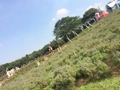 -松山湖南湖湾露营营地