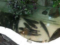 -风情丽江斑鱼火锅(孙家沟西南路80号店)