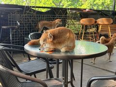 -柴犬高等学院·狗咖·柴犬售卖·宠物训练