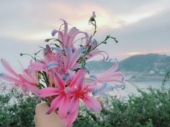 -枸杞岛
