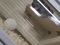-钓仓鼠(洋桥北里小区店)