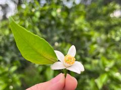 -樱桃山旅游景区
