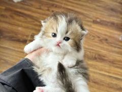 -十月米努特矮脚猫舍