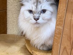 -和它·交个朋友·狗咖猫咖(爱琴海店)