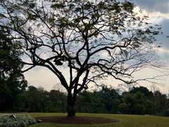 -中国科学院西双版纳热带植物园