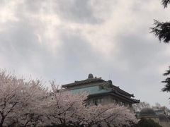 -武汉大学-樱园