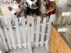 -怪兽屋·羊驼·猫咖·狗咖(俊华广场店)