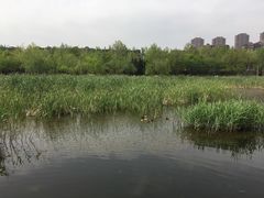 -前关湿地公园