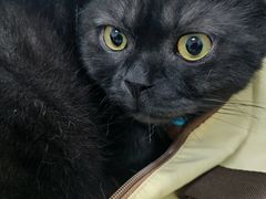 -喜多萌中农锦绣动物医院24H·猫科·牙科MRI·CT