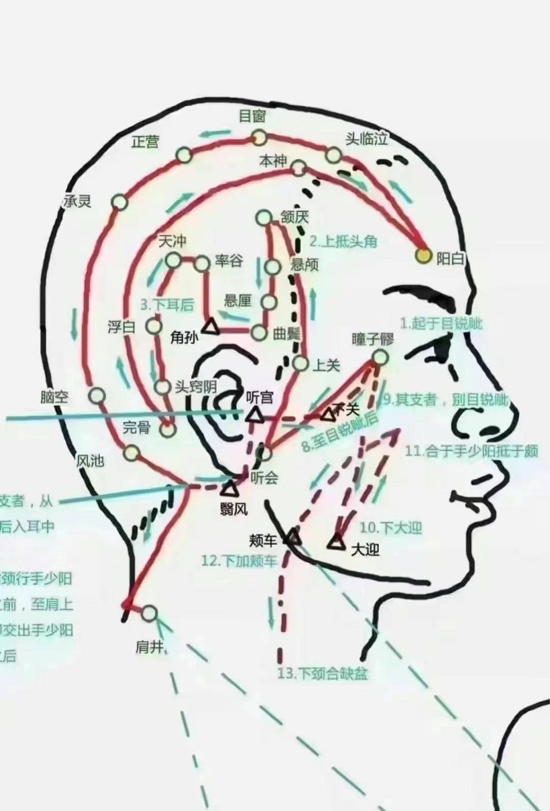 肝经头部经络图解图片