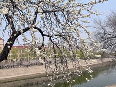 -桃花堤公园