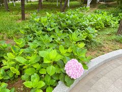 -燕儿岛山公园