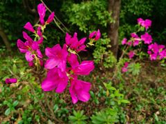 -广州市白云山风景名胜区