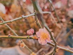 -溪岸路花鸟市场