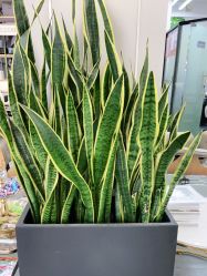 -FUTURE HN男士发型风格设计