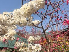 -桃源山庄·水蜜桃采摘·柴火鸡·烧烤团建(龙泉山店)