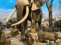 -陕西自然博物馆