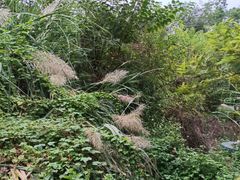 -白鹭湾湿地公园