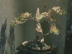 -新盈光·心院(嘉恒广场店)