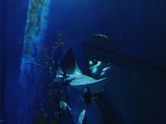 -暹罗海洋世界