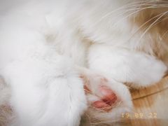 -飞行喵MR PILOT|猫舍·猫咖(静安大融城店)