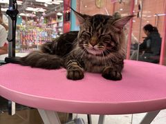 -FAELING PETS美天灵宠物(合生汇店)