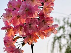 -黄兴公园