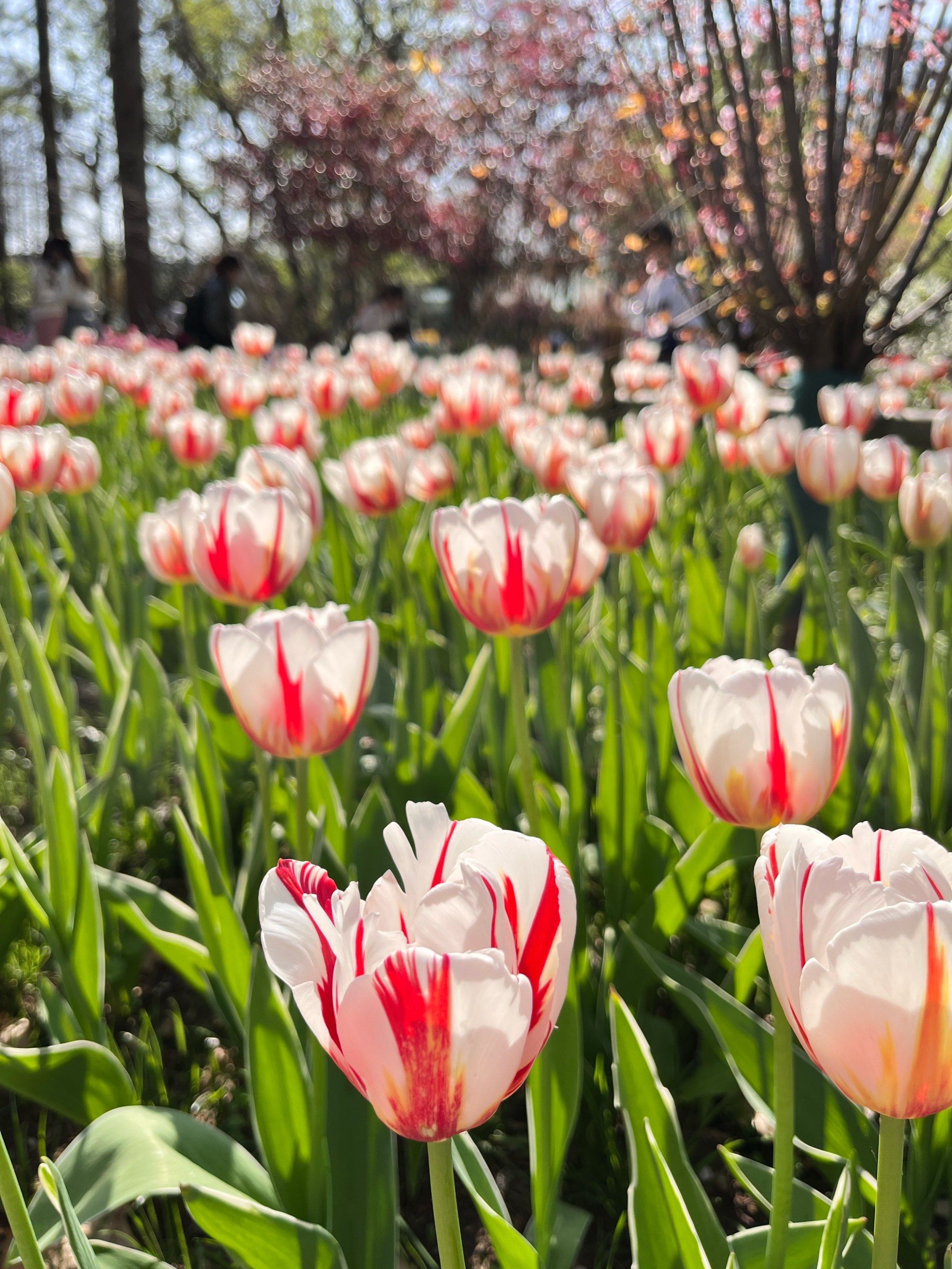 植物园南园的郁金香