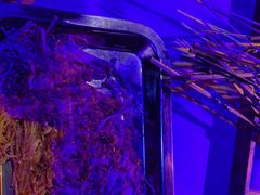 -南中轴熊猫范大食堂