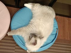 -MOCHA明星猫咖(田子坊店)