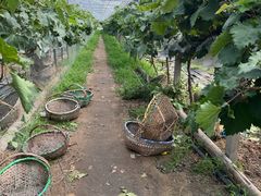 -马陆小张葡萄园农家乐