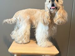 -天宠宠物医院24小时·急重症诊疗中心·全科·腔镜特色(和平分院)