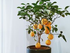 -将相和·海鲜蒸饺大连菜