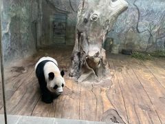 -深圳野生动物园