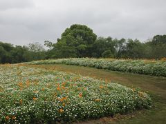 -径山花海