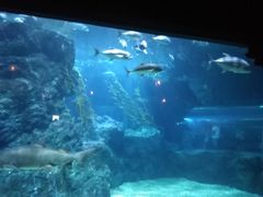 -暹罗海洋世界