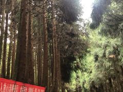 -武陵山森林公园