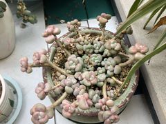 -秋木烤肉·韩国牛肉名家(高新旗舰店)