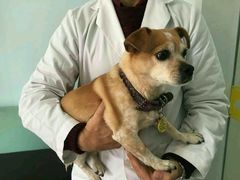 -荣耀金沙动物医院(清江西路店)