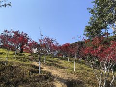 -广州市帽峰山景区