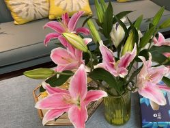 -静博士·养生养颜