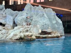 -帝企鹅自助餐厅•儿童岛•真企鹅(长隆企鹅酒店)