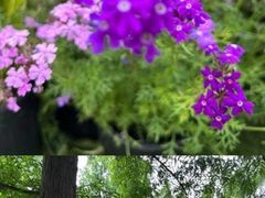 -上海滨江森林公园