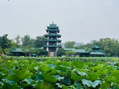 -桂湖森林公园