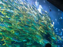 -芜湖新华联大白鲸海洋公园