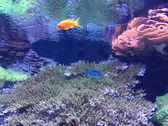 -西雅图水族馆