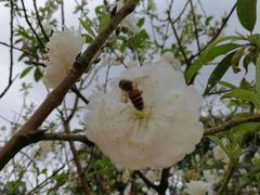 -南国桃园旅游度假区